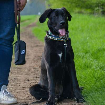 Hundetreffen-Spazieren und Spielen-Bild