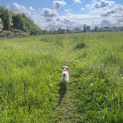 Hundetreffen-Treffen in und um Markkleeberg gesucht 🐾-Bild