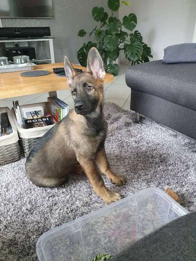 CHALLENGE NR. 19 - Der Hundeblick-Beitrag-Bild