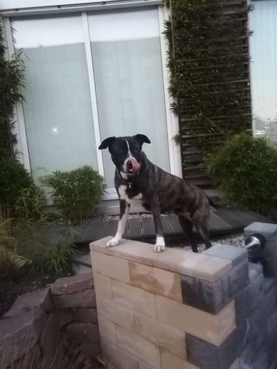 Tongue Out Tuesday-Beitrag-Bild