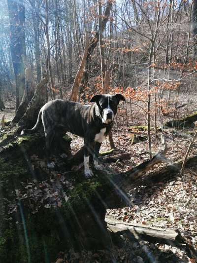 Wald Bild-Beitrag-Bild