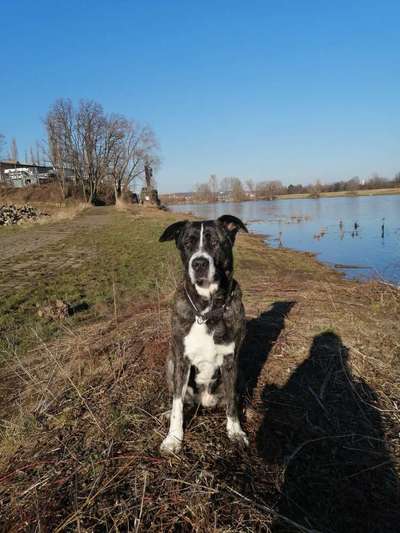 Herdenschutzhunde-Beitrag-Bild