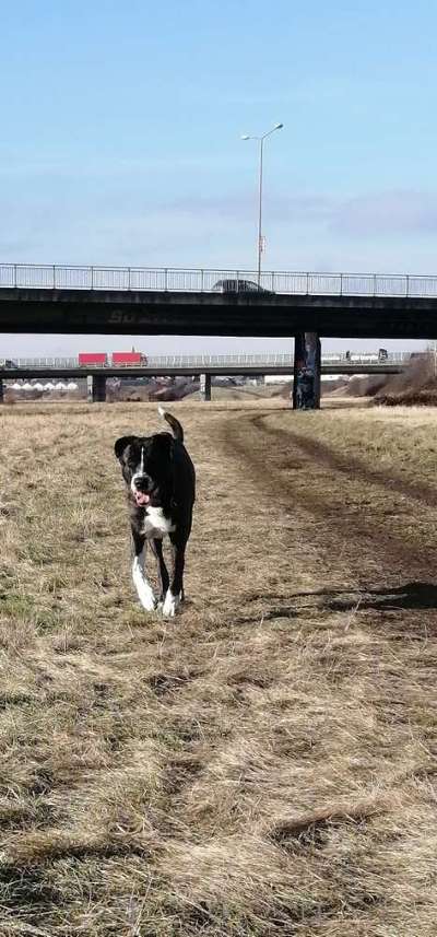 Herdenschutzhunde und Herdi-Mixe-Beitrag-Bild