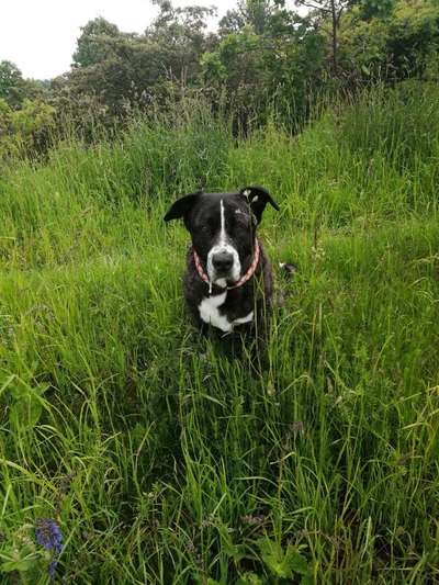 5. Hund im hohen Gras-Beitrag-Bild