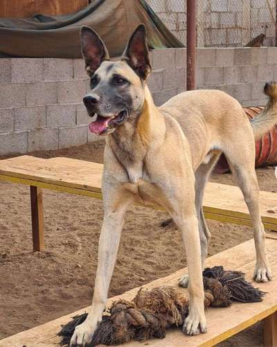 Alles rund um den Schäferhund, diskutieren erwünscht.-Beitrag-Bild