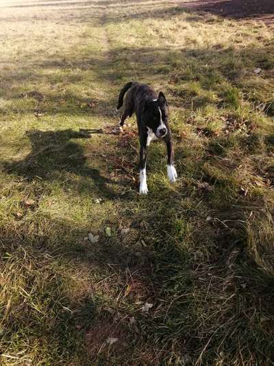 Fotochallenge 66 ~ Rennaction -Zeig deinen Hund im Lauf-Beitrag-Bild