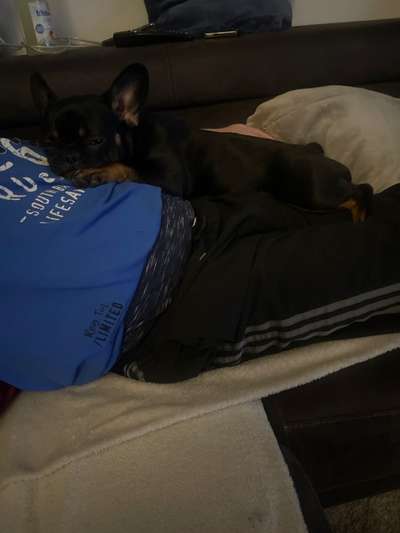 Hund bellt Fernseher an-Beitrag-Bild