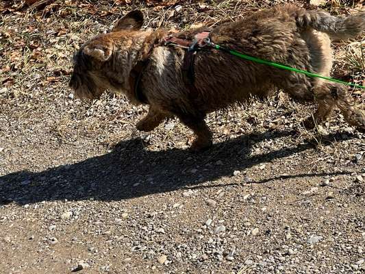 Hundetreffen-Gassi Freunde gesucht-Bild