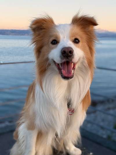 Hundetreffen-Gegenseitige Unterstützung und zusammen spazieren gehen-Bild