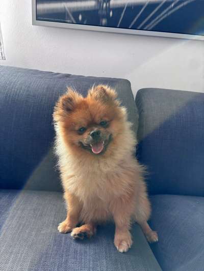 Hundetreffen-Tofu sucht einen Freund zum spielen.-Bild