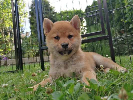 Welpen Bilder !-Beitrag-Bild