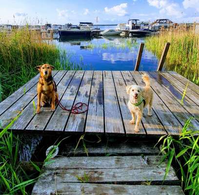 Podencomischling oder Podenco-Beitrag-Bild