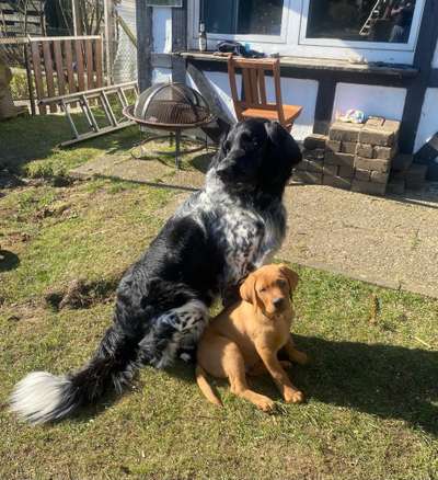 Hundetreffen-Hunde-Runde evtl mit kleinen Trainingseinheiten-Bild