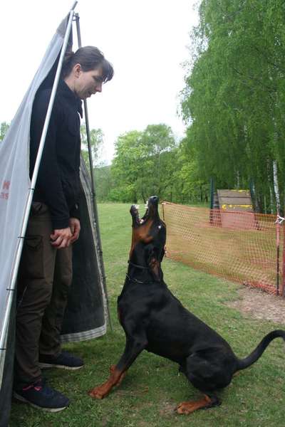 IGP- Fährten, Unterordnung, Schutzdienst-Beitrag-Bild