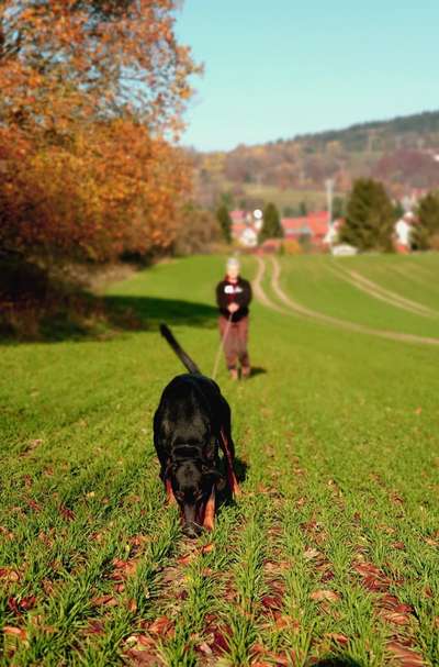 IGP- Fährten, Unterordnung, Schutzdienst-Beitrag-Bild