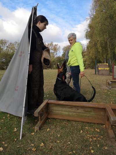 IGP- Fährten, Unterordnung, Schutzdienst-Beitrag-Bild
