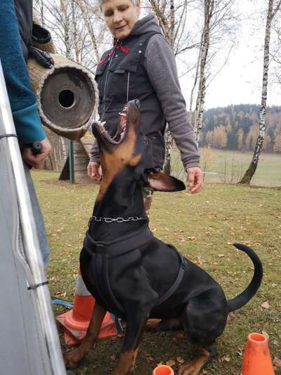 IGP- Fährten, Unterordnung, Schutzdienst-Beitrag-Bild