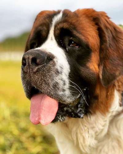 Hundetreffen-Bunte Hundestunde (Bernhardiner Hündin )-Bild