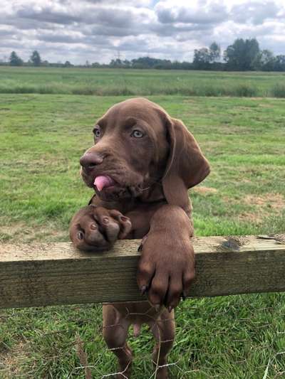 Tongue Out Tuesday-Beitrag-Bild