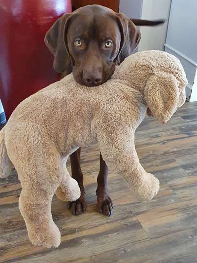 Dogorama Photo Challenge - Lieblingsspielzeug!-Beitrag-Bild