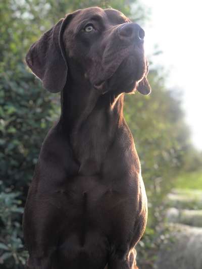 Magyar Vizsla UK-Beitrag-Bild