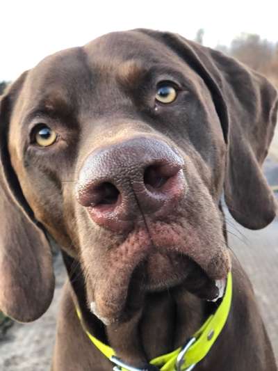 Zeigt mir die tollste Nahaufnahme von eurer Fellnase-Beitrag-Bild