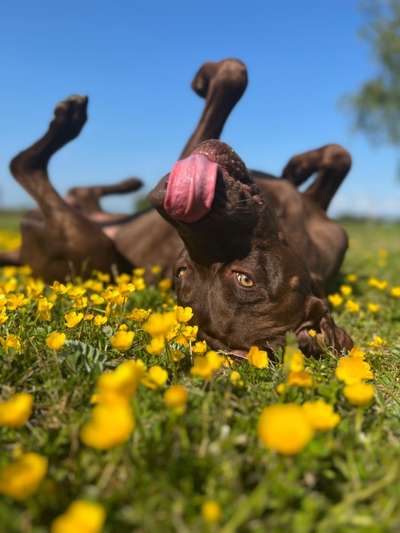 Handy Fotochallenge Nr. 52: Dein Hund mit blauem Himmel-Beitrag-Bild