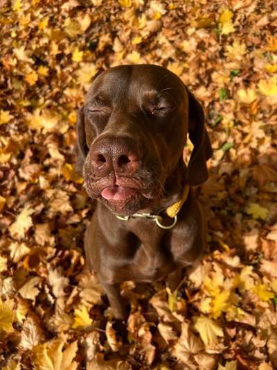 12. Farben Foto Challenge --- Braun-Beitrag-Bild