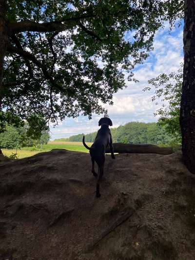 Dogorama Photo Challenge - schönster Gassiausblick-Beitrag-Bild