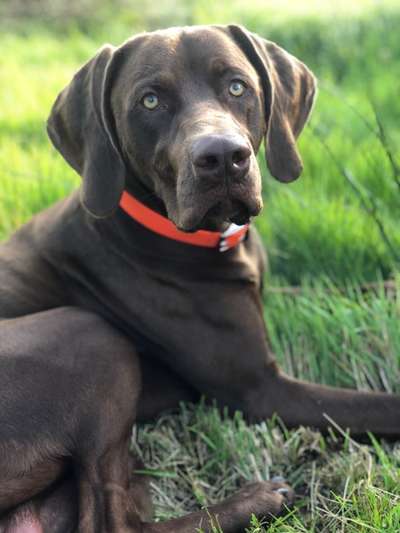 Weimaraner-Beitrag-Bild