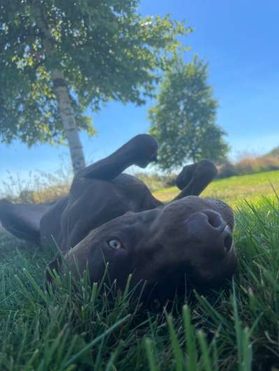 Fotosammlung: ,,Der natürliche Hund" Unbearbeitet, ungestellt und in Natura-Beitrag-Bild