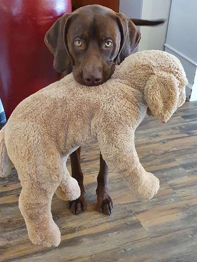 Zeige deinen Schatz mit seinem Lieblingsspielzeug.-Beitrag-Bild