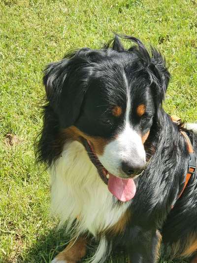 Die Dogorama Monats Challenge "Es grünt und blüht"-Beitrag-Bild