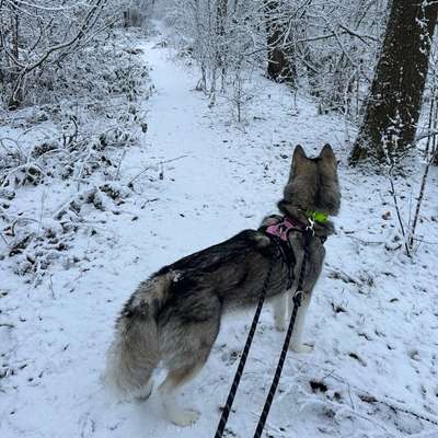 Hundetreffen-Gassierunden/Training/Playdate-Bild