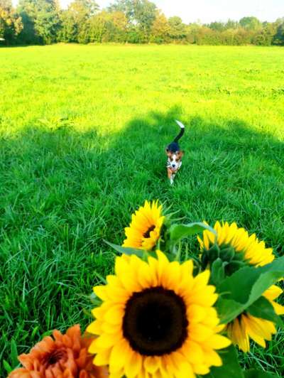 Hundetreffen-Sunday Funday - gemeinsam Gassi in Oberföhring/Unterföhring-Bild