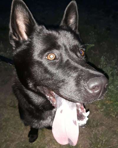 Mischlinge - die beste Rasse die es gibt-Beitrag-Bild