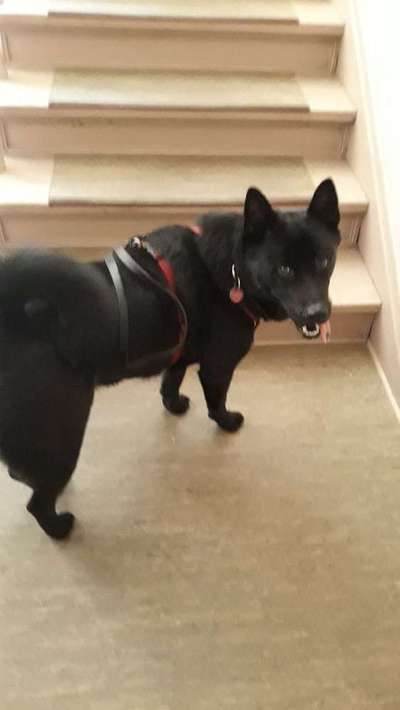 Mischlinge - die beste Rasse die es gibt-Beitrag-Bild