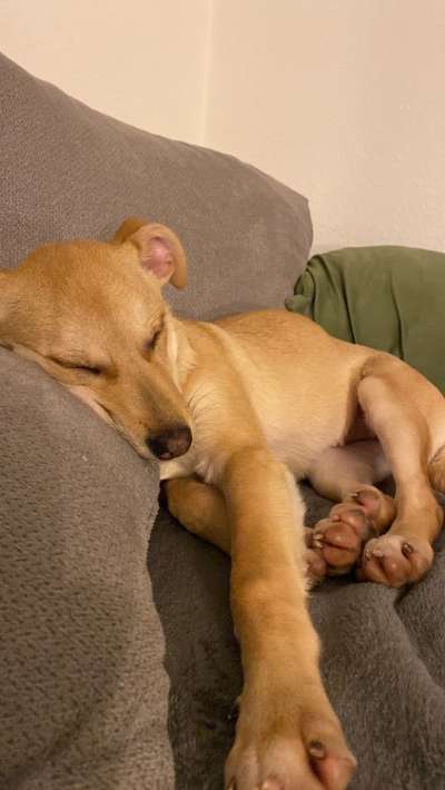 TierschutzhundeStammtisch🐕-Beitrag-Bild