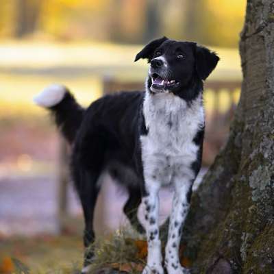 Hundetreffen-Gassi gehen und spielen :)-Bild