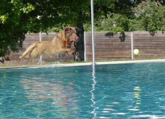 51.Collagen Challenge: Wasserhunde-Beitrag-Bild