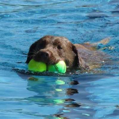 51.Collagen Challenge: Wasserhunde-Beitrag-Bild