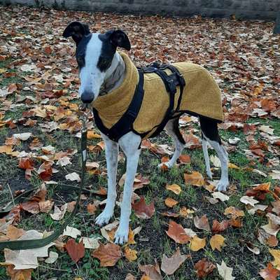 Hundetreffen-Windhundtreffen in Dresden-Bild