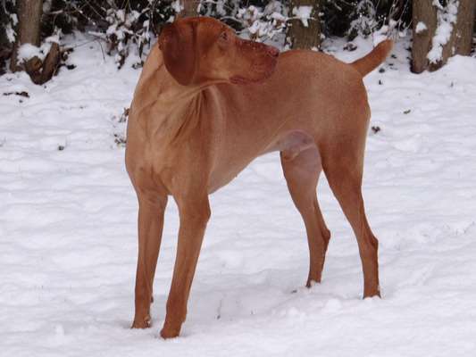 Dogorama Photo Challenge - Es wird nochmal kalt!-Beitrag-Bild