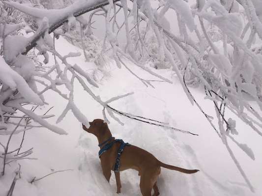 Dogorama Photo Challenge - Es wird nochmal kalt!-Beitrag-Bild