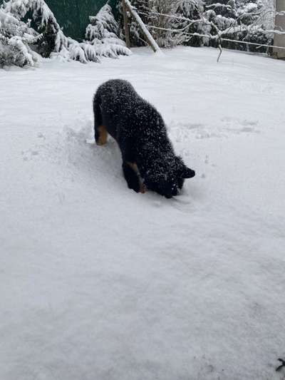 Dogorama Photo Challenge - Es wird nochmal kalt!-Beitrag-Bild