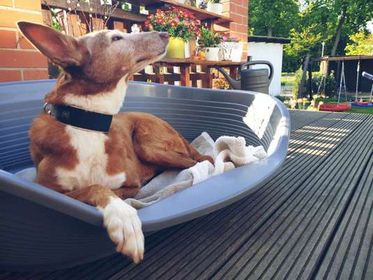 Fotochallenge Nr. 56 - geliebte Senioren-Beitrag-Bild