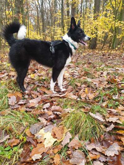 Sibirisch Europäisch Laika-Beitrag-Bild