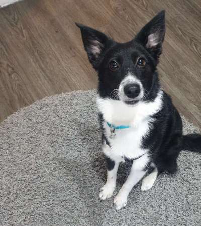 Gibt's hier noch mehr Border Collies???-Beitrag-Bild