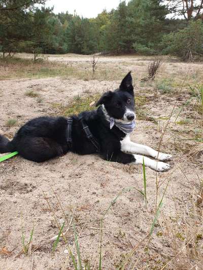 Gibt's hier noch mehr Border Collies???-Beitrag-Bild