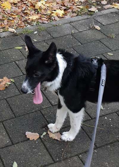 Fotochallenge Nr. 59 - Mein Hund zeigt die Zunge-Beitrag-Bild